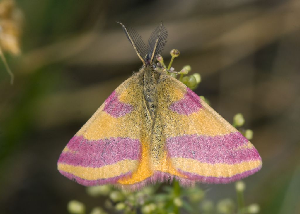 Lythria cruentaria ♂ - Geometridae